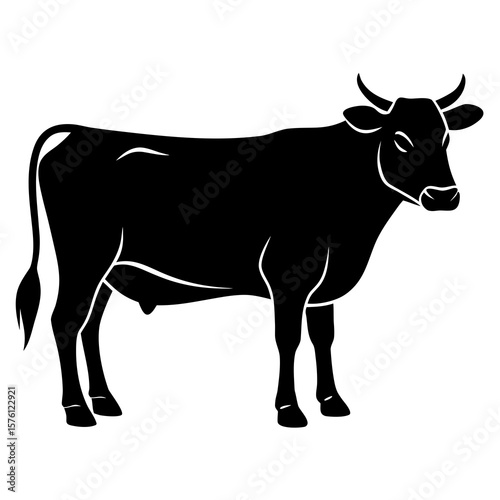Black cow standing side profile cattle bovine