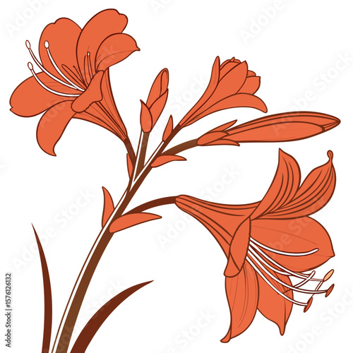 A bold, orange-red canna lily bloom, with its broad petals and striking color, a tropical garden statement.