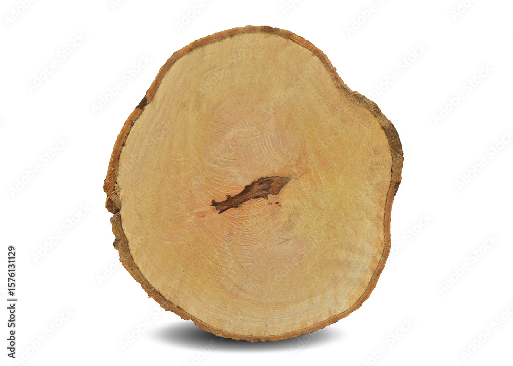 cross section of tree stump isolated on white background. This has clipping path. cross section of tree stump isolated on white background. This has clipping path.