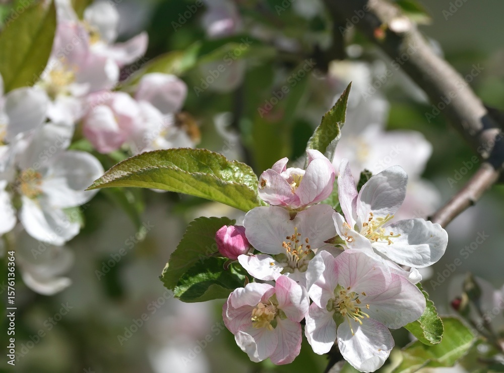 A bee gathers pollen from delicate apple blossoms with white and pink petals. A vivid springtime close-up celebrating nature’s pollinators. A bee gathers pollen from delicate apple blossoms with white and pink petals. A vivid springtime close-up celebrating nature’s pollinators.