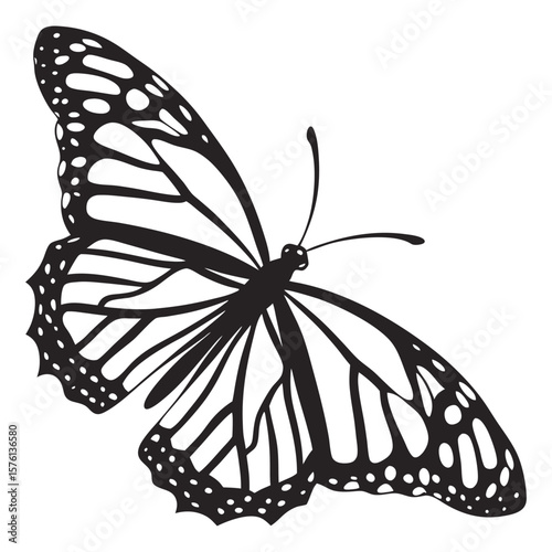 black swallowtail butterfly