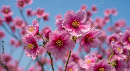 Vibrant Pink Azalea Blossoms Against Blue Sky