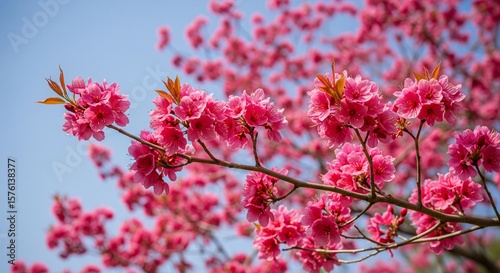 Vibrant Pink Azalea Blossoms Against Blue Sky
