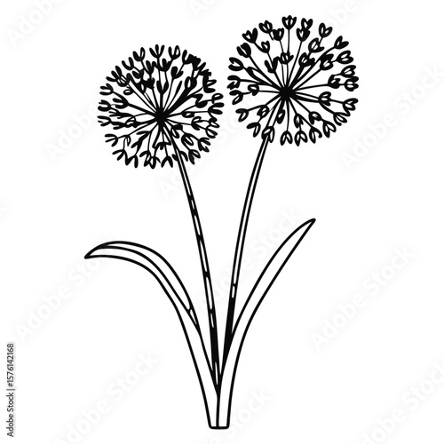A striking magenta allium, with a beautiful round head, creating a bold and sculptural focal point in the garden.