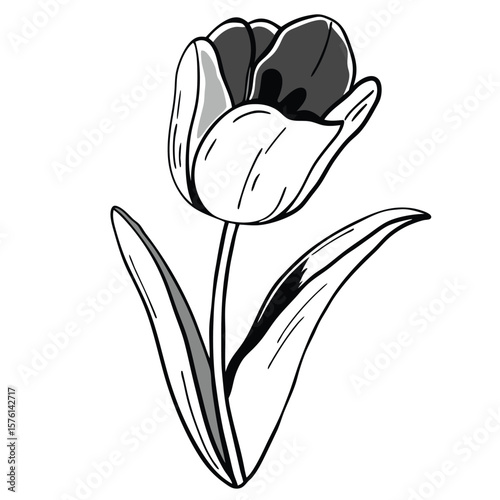 A vibrant red tulip, perfectly blooming, isolated for a clear view of its classic beauty and rich color.