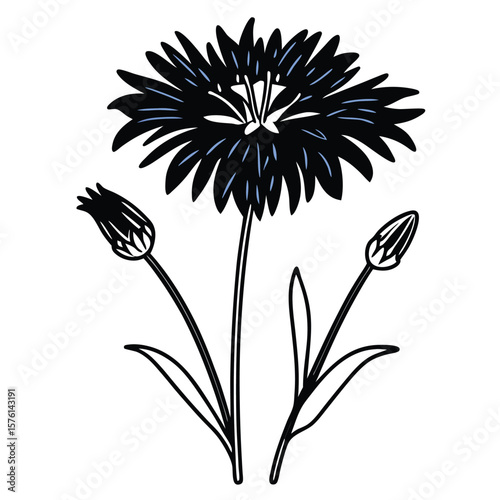 A blue bachelor's button, with fringed petals and a compact form, a delightful and vibrant wildflower.