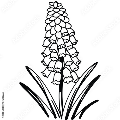 A blue grape hyacinth, with bell-shaped florets tightly packed, creating a charming and dense spring cluster.