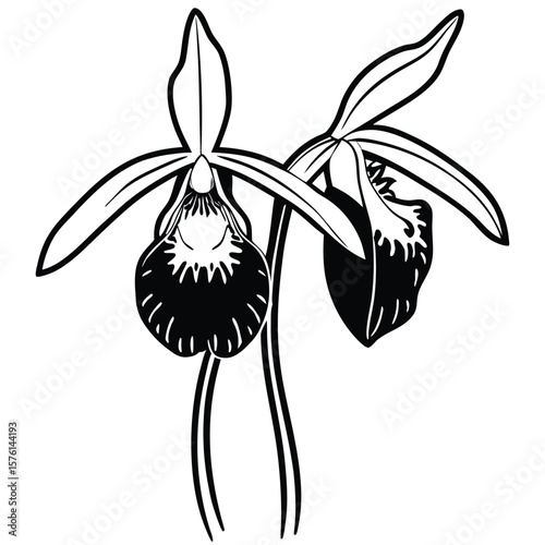 A fairy slipper orchid, with translucent petals and intricate details, a rare and enchanting woodland gem.