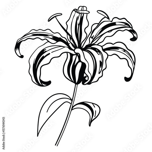 A gloriosa lily, with vibrant curled petals and a dramatic form, showcasing its striking and exotic beauty.