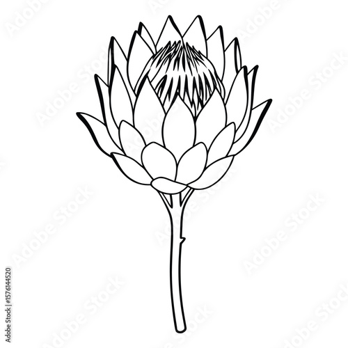 A king protea, with intricate texture, a large architectural bloom, showcasing its striking and sculptural presence.