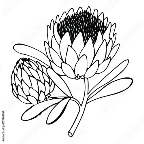 A pincushion protea, with spiky texture and bold color, a singular and striking tropical bloom.