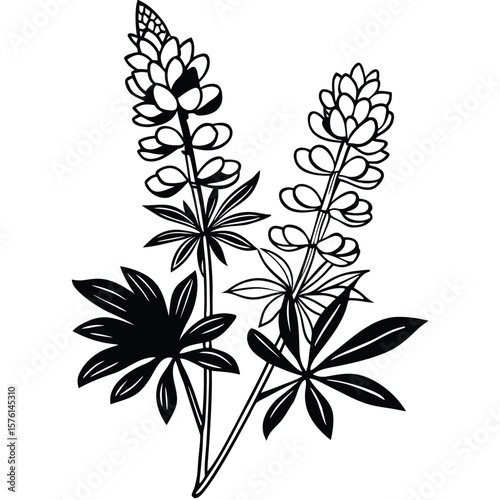 A purple and white lupine spike, isolated on a clean white background, showcasing its tall, elegant form.
