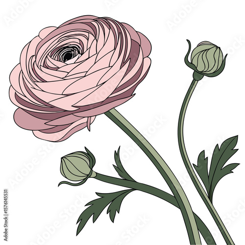 Ranunculus, with complex layers and tightly packed petals, forming a beautiful, full, and intricate bloom.