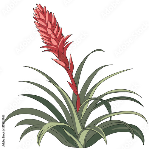 A red bromeliad spike, emerging from a colorful rosette, creating a striking tropical statement with its vibrant hue.
