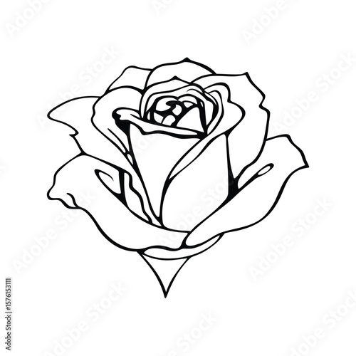 A red rose bloom, with velvet texture, isolated on a clean background, symbolizing passionate love and classic beauty.
