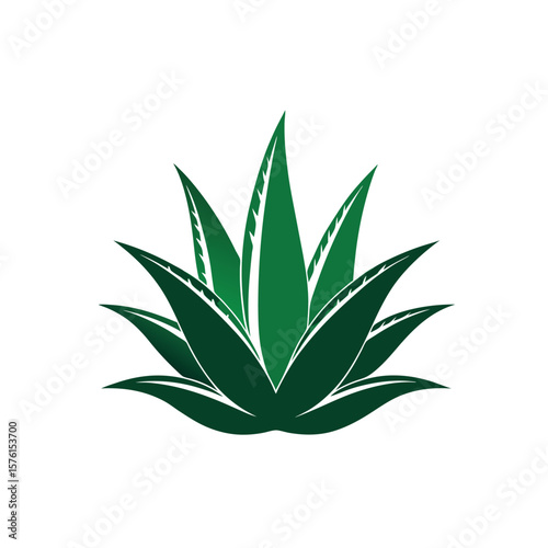 aloe vera plant isolated