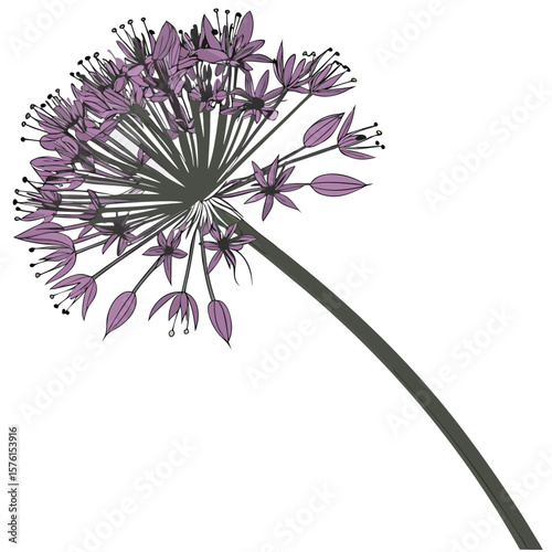 The bold, almost geometric shape of a single allium flower, creating a stunning spherical focal point in the garden.