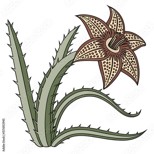 The bold, almost otherworldly appearance of a stapelia flower, with intricate patterns, a truly fascinating botanical specimen.