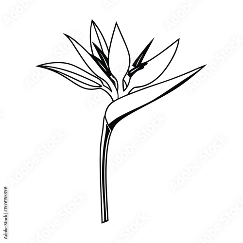 A white bird of paradise (Strelitzia alba) flower, isolated, showcasing its striking, unique, and elegant tropical form.