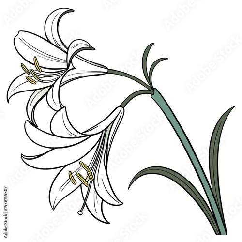 A white crinum lily, with graceful petals and prominent stamens, showcasing its elegant and tropical beauty.