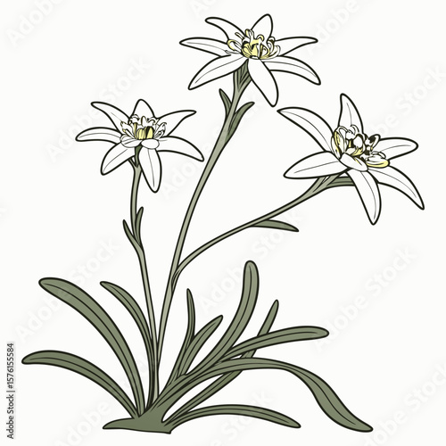 A tiny cluster of white edelweiss, with its fuzzy texture, a rare and cherished alpine flower symbolizing purity.