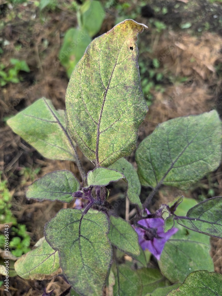 Obraz premium Eggplant leaves of garden plant infected with spider mite. Fungal leaf spot. Plant diseases in agriculture