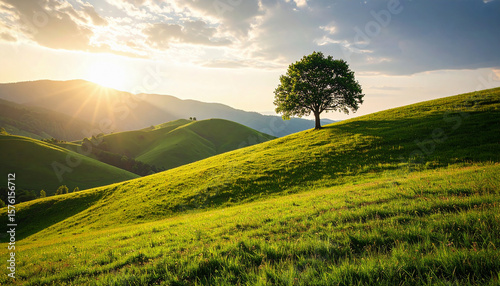 A lone tree stands gracefully atop a rolling hill