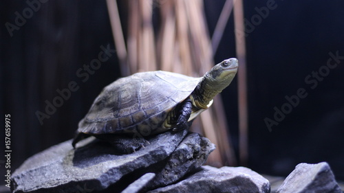 turtle on a rock