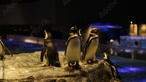 penguins
