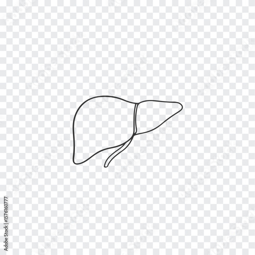 Simple outline drawing of a human liver in a clean silhouette style on a transparent background