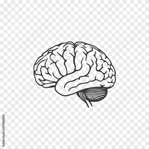 Detailed black line drawing of a human brain showcasing its intricate folds and cerebellum in a clean silhouette style