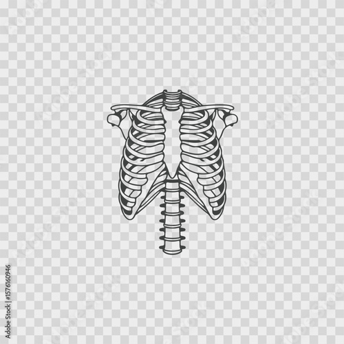 Detailed line art illustration of a human rib cage and spine in a classic silhouette style