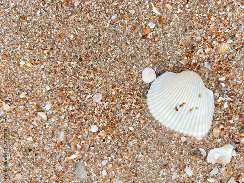 shells on the beach