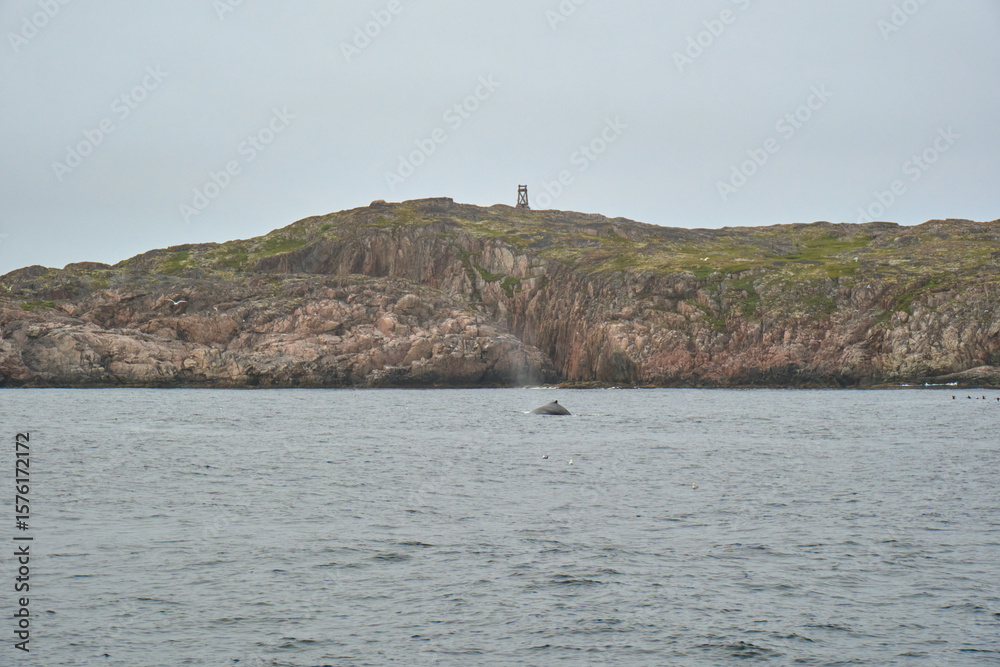Obraz premium humpback whale in the arctic