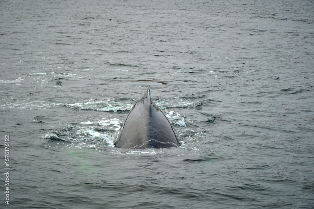 Fototapeta premium humpback whale in the arctic