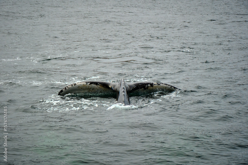 Obraz premium humpback whale in the arctic