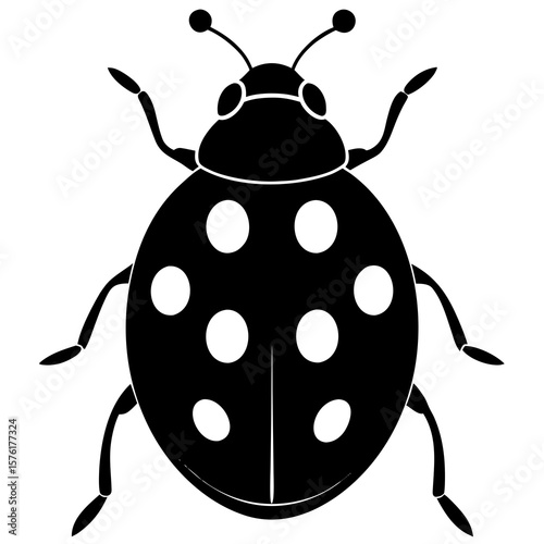 Black ladybug with white spots insect