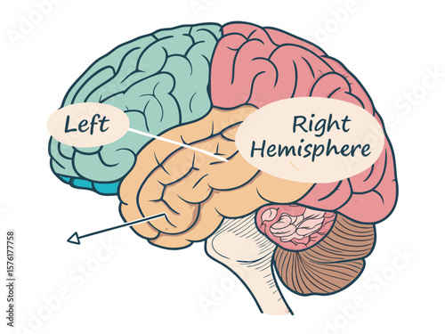 Human brain anatomy illustration: A detailed medical vector of the human mind, symbolizing intelligence and thought