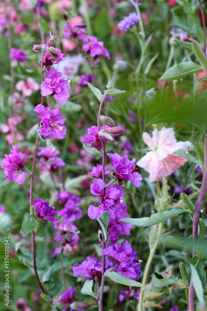 natural floral background, wildflowers and grasses in a meadow in summer natural floral background, wildflowers and grasses in a meadow in summer