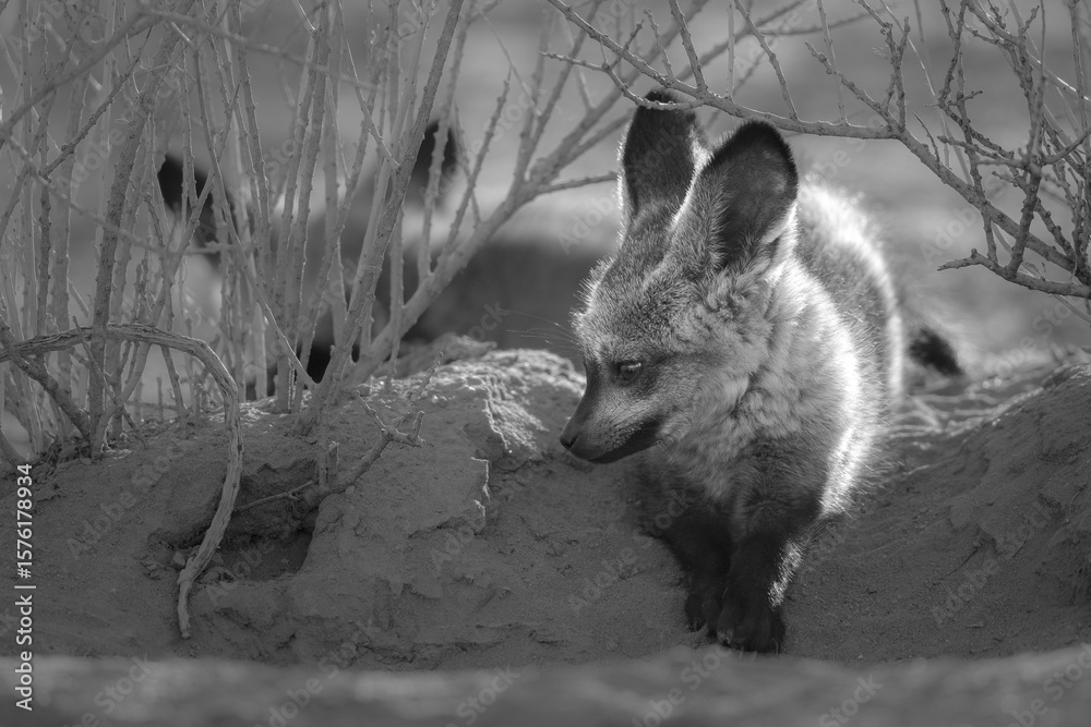 Fototapeta premium Baby bat-eared fox enjoying life near its den in the Kalahari Desert