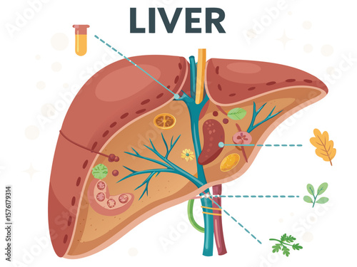 This illustration features the intricate anatomy of the human body, specifically focusing on organs and the brain, beautifully interwoven with floral patterns and butterflies, perfect for a spring gre