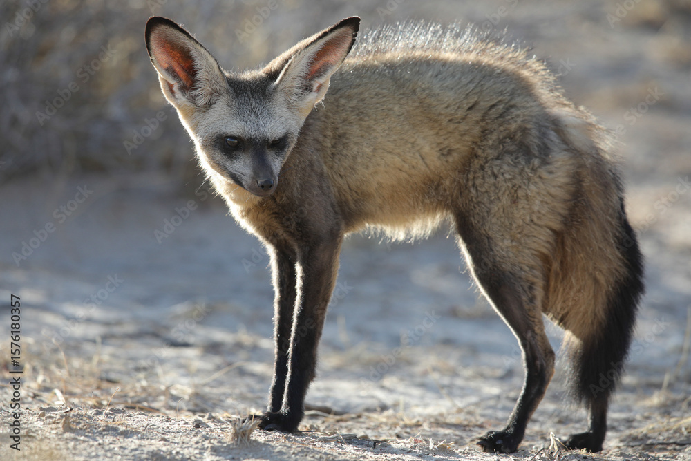 Obraz premium Bat-eared fox looking for a scorpion to eat in the early morning of the Kalahari Desert