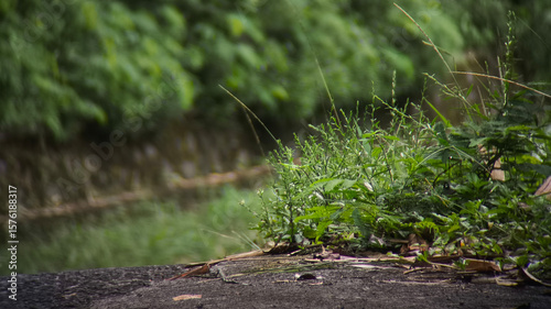 Close-up view of lush green grass and foliage near a waterway.