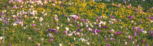 A lawn covered by crocus, Netherlands spring flowers, banner