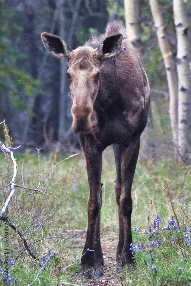 Fototapeta premium Yukon Territories, Canada