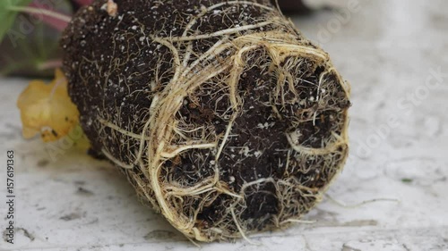 Close-up macro video of a plant root ball with soil and tangled roots, freshly removed from a pot. Gardening, replanting, and healthy root system concept for horticulture and education.