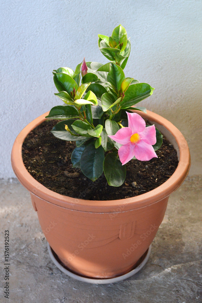Fototapeta premium Pink Dipladenia, flowering vine in flower pot