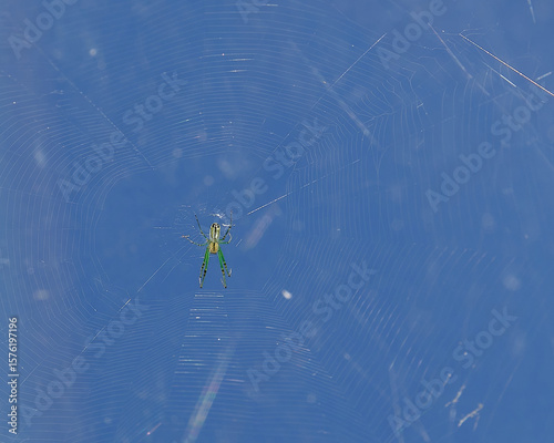 orchard orbweaver spider awaits in the center of it's web to catch it's prey