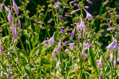 Garden full of Plantain Lily (Hosta Plantaginea) in the sunlight of an Ohio morning