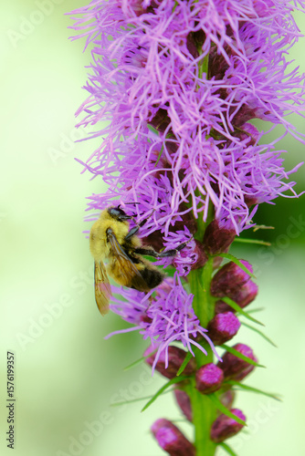 The image shows a Common Eastern bumblebee (Bombus impatiens) hanging from the head of a Dense Blazing Star (Liatris spicata).